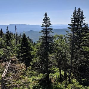 Vermont_Mountain_Forest-twg